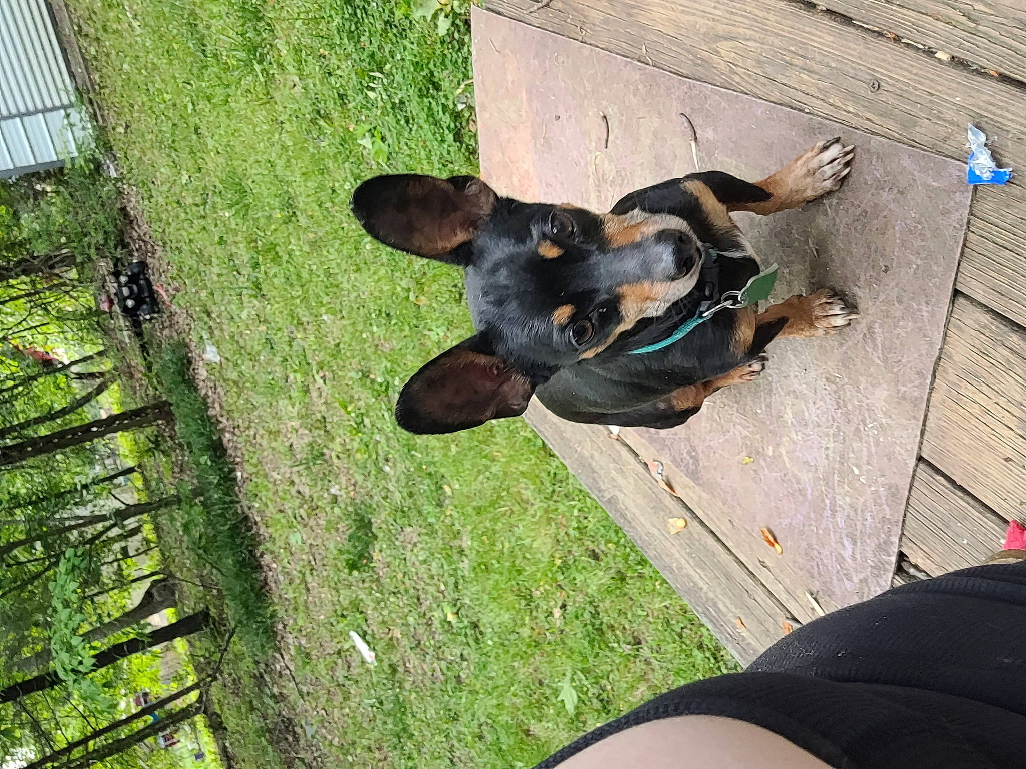 Theo is registered to the contest to win money with this photo: canidae, carnivore, companion_dog, dog, dog_breed, fawn, fence, foot, grass, guard_dog, human_leg, leisure, plant, shadow, sporting_group, tail, thigh, tree, trunk, working_dog