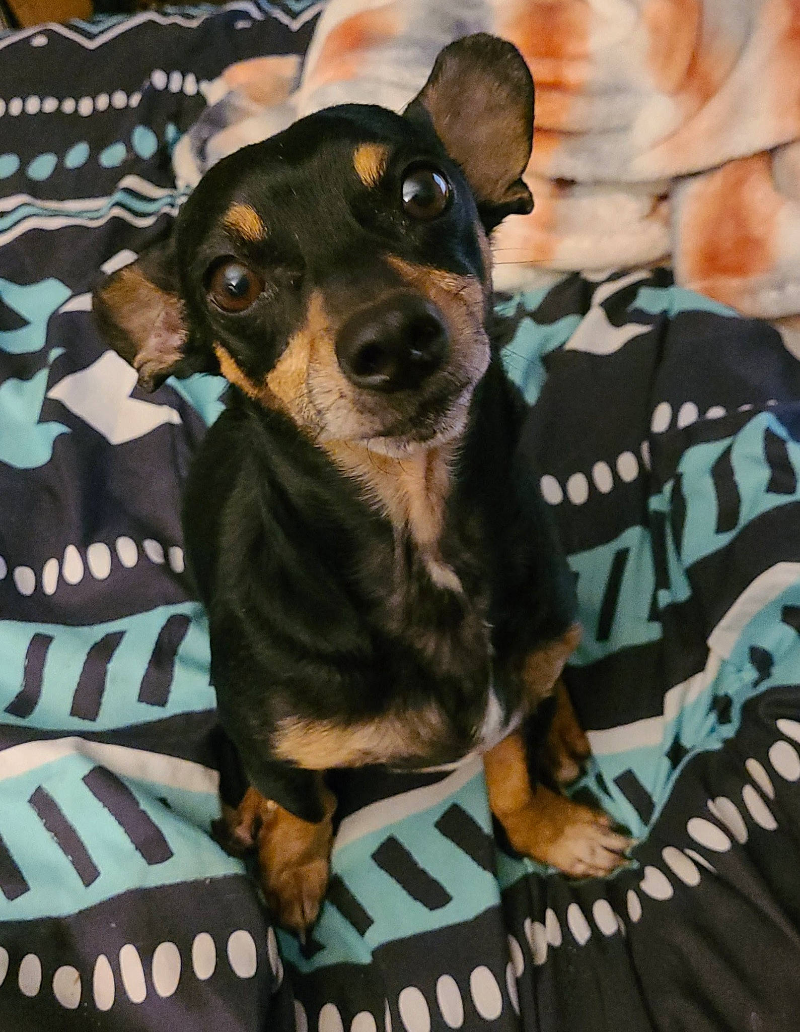 Theo is registered to the contest to win money with this photo: canidae, carnivore, collar, companion_dog, dog, dog_breed, dog_supply, fawn, fur, green, guard_dog, pinscher, puppy, sleeve, snout, sporting_group, toy_dog, whiskers, working_animal, working_dog