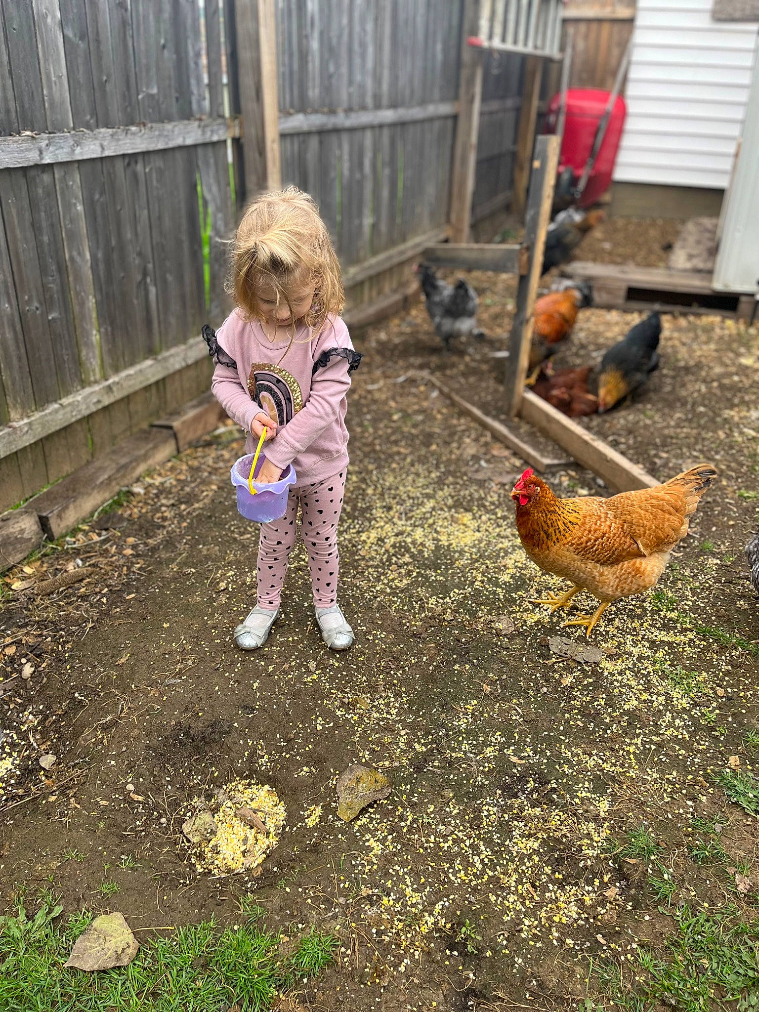 Ezlynn joined the competition — help win amazing prizes! backyard, beak, bird, building, chicken, chicken_coop, child, comb, fence, fowl, galliformes, grass, livestock, people_in_nature, person, phasianidae, plant, poultry, rooster, soil