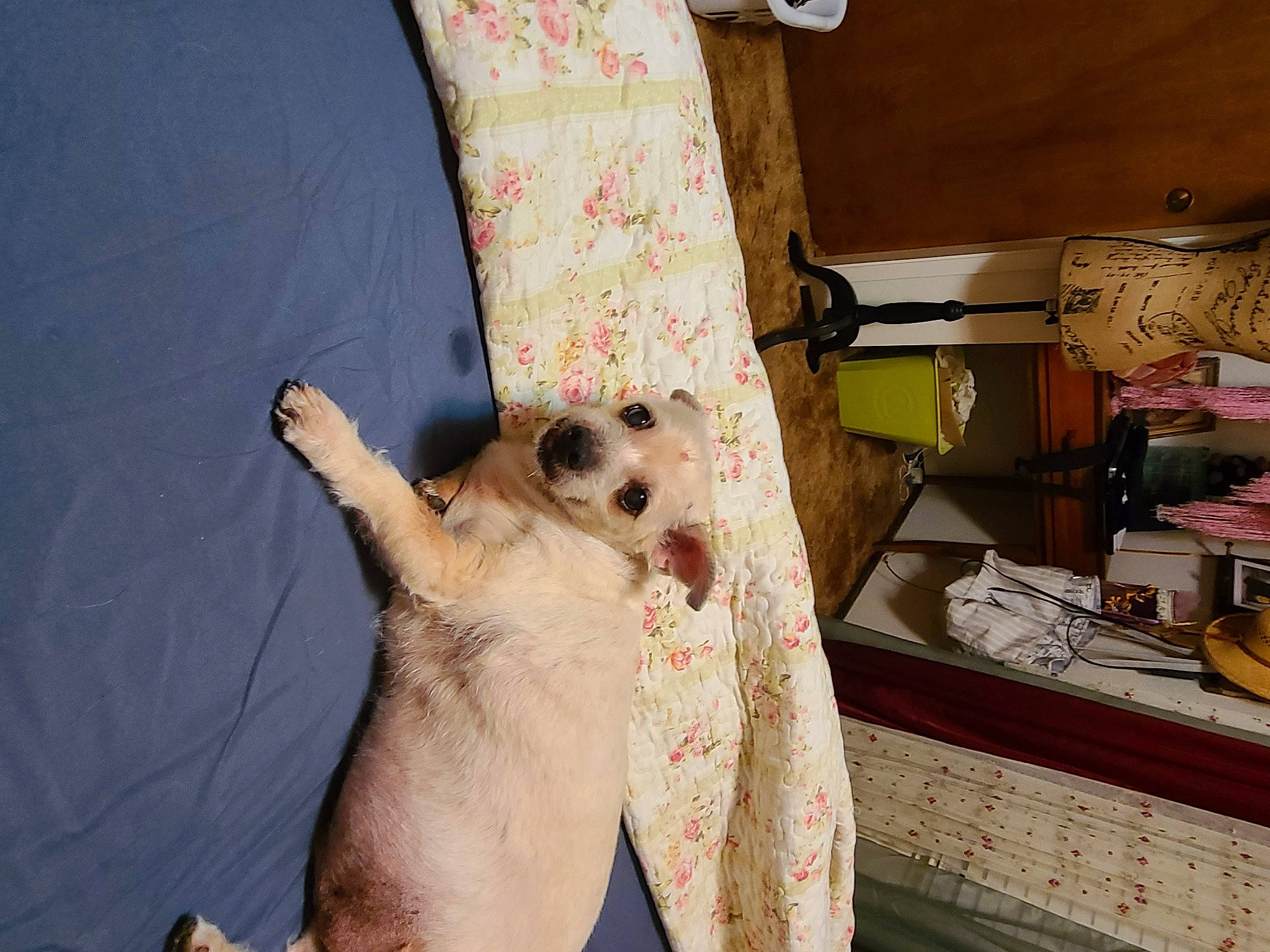 Duffy joined the competition — help win amazing prizes! carnivore, comfort, companion_dog, couch, curtain, dog, dog_breed, fawn, felidae, foot, human_leg, knee, small_to_medium_sized_cats, snout, sunglasses, textile, toy_dog, whiskers, wood, wrist