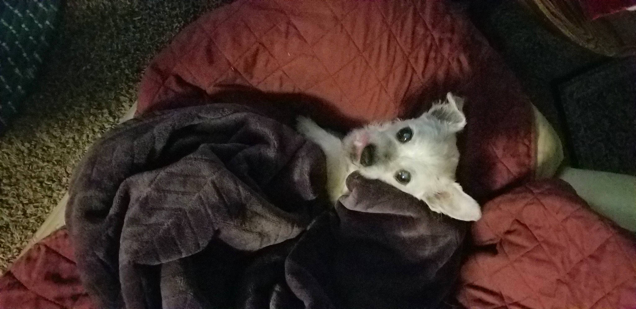 Duffy is registered to the contest to win money with this photo: art, bat, bone, canidae, carnivore, cat, dog_breed, ear, fashion_accessory, fawn, felidae, fur, jaw, painting, paw, plant, small_to_medium_sized_cats, sporting_group, whiskers, wildlife