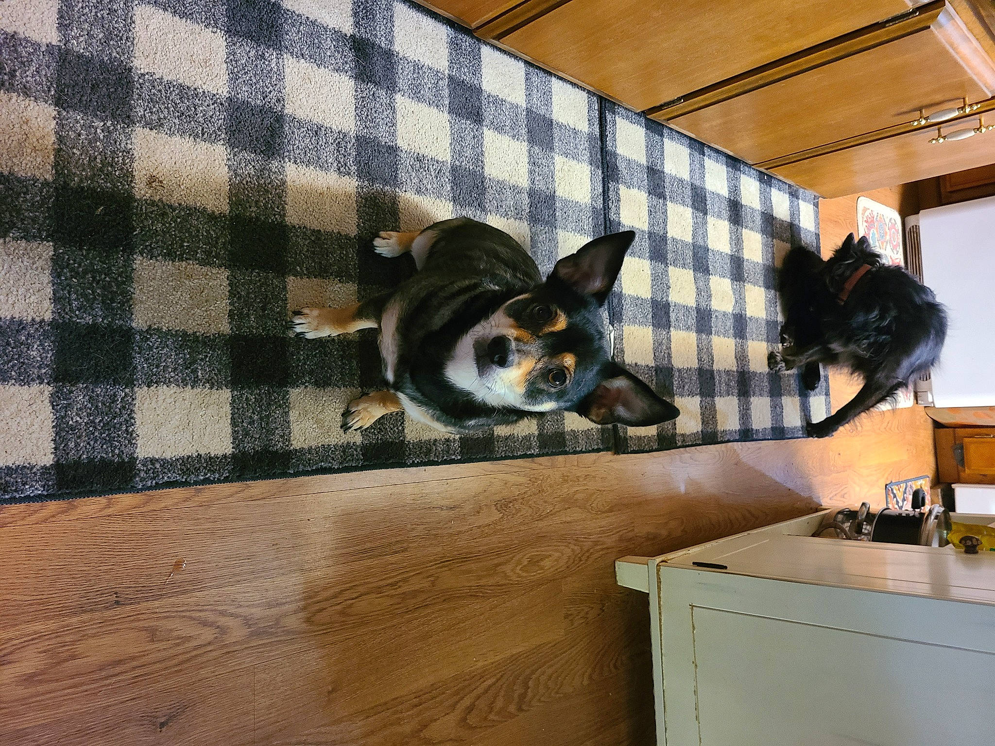 Cheeseburger is registered to the contest to win money with this photo: cabinetry, carnivore, companion_dog, cooktop, countertop, dog, dog_breed, drawer, fawn, flooring, gas_stove, hardwood, kitchen_appliance, machine, pattern, plaid, tartan, toy_dog, whiskers, wood