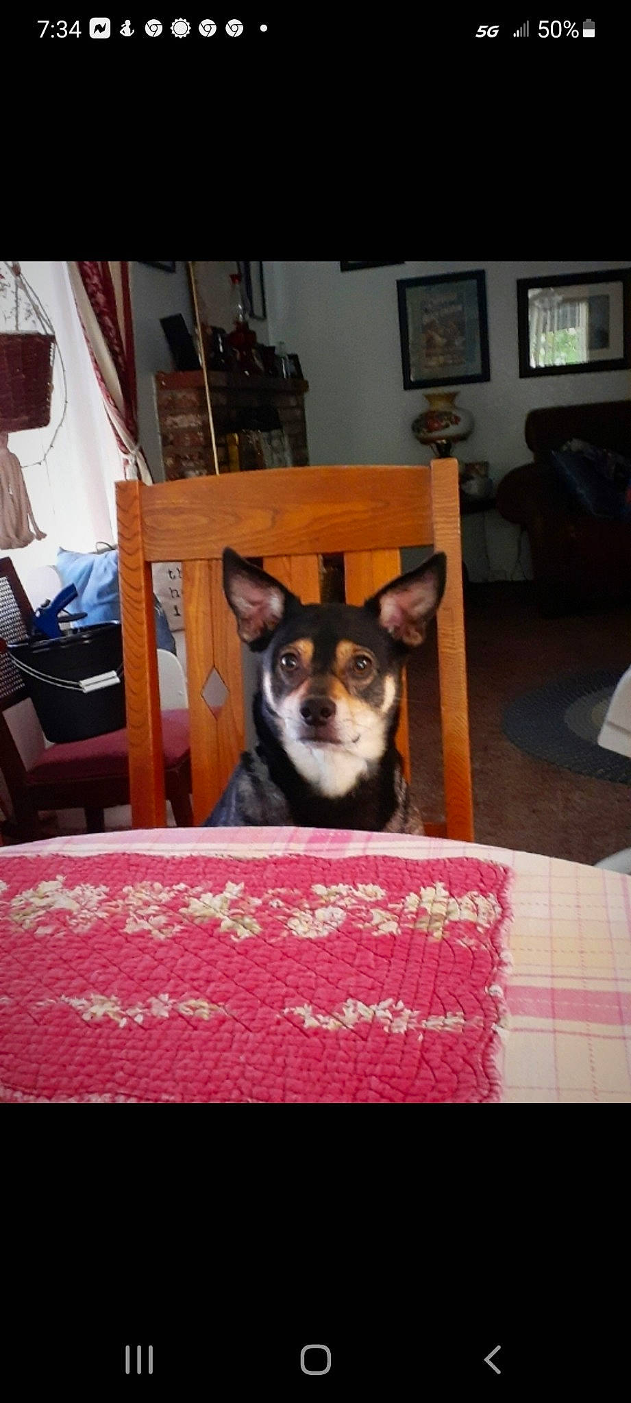 Cheeseburger joined the competition — help win amazing prizes! canidae, carnivore, chair, companion_dog, dog, dog_breed, door, fawn, flooring, furniture, hardwood, house, picture_frame, room, snout, sporting_group, table, toy_dog, whiskers, wood