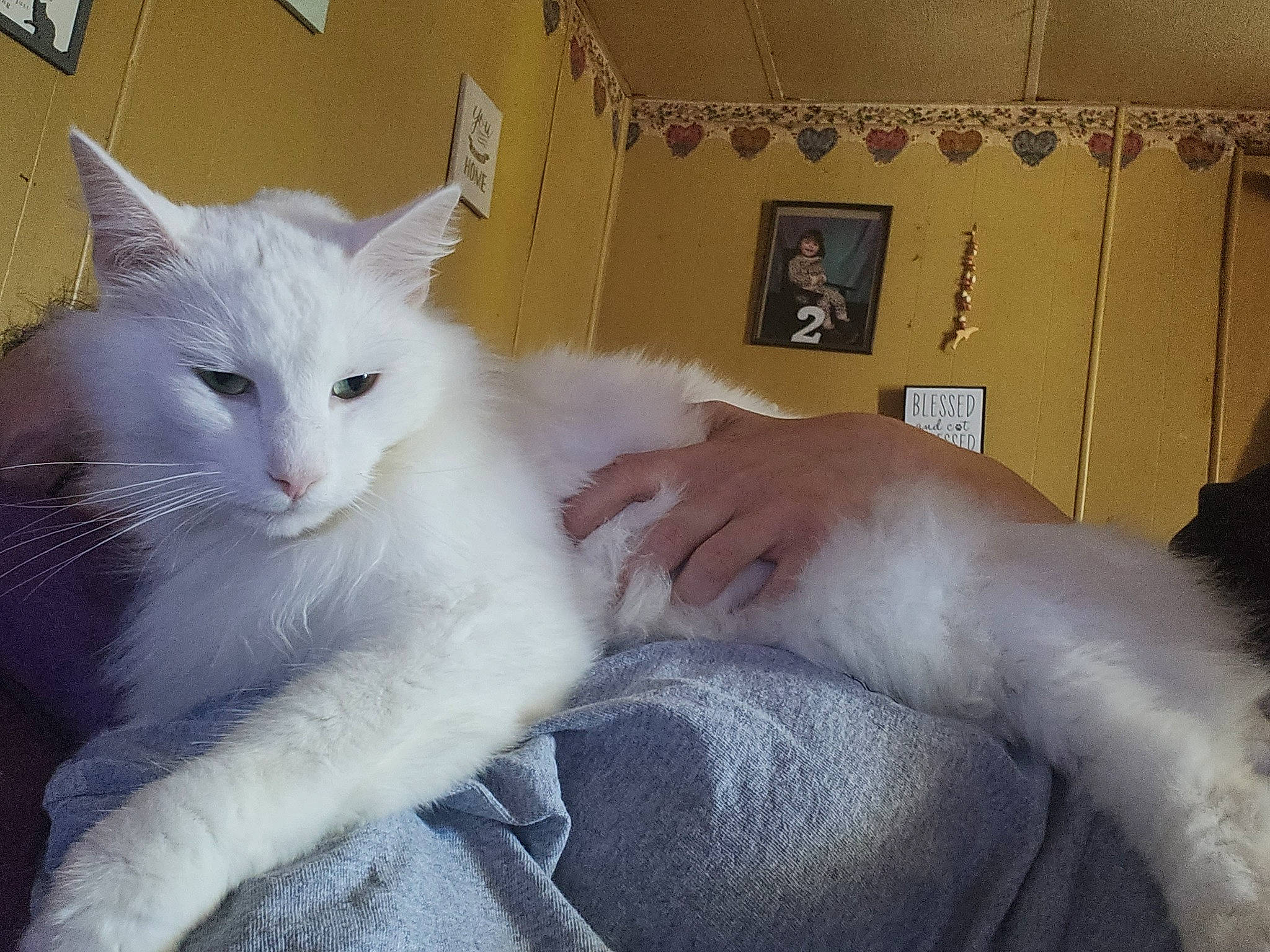 Capias joined the competition — help win amazing prizes! bed, carnivore, cat, claw, comfort, domestic_short_haired_cat, felidae, fur, paw, sitting, small_to_medium_sized_cats, tail, whiskers