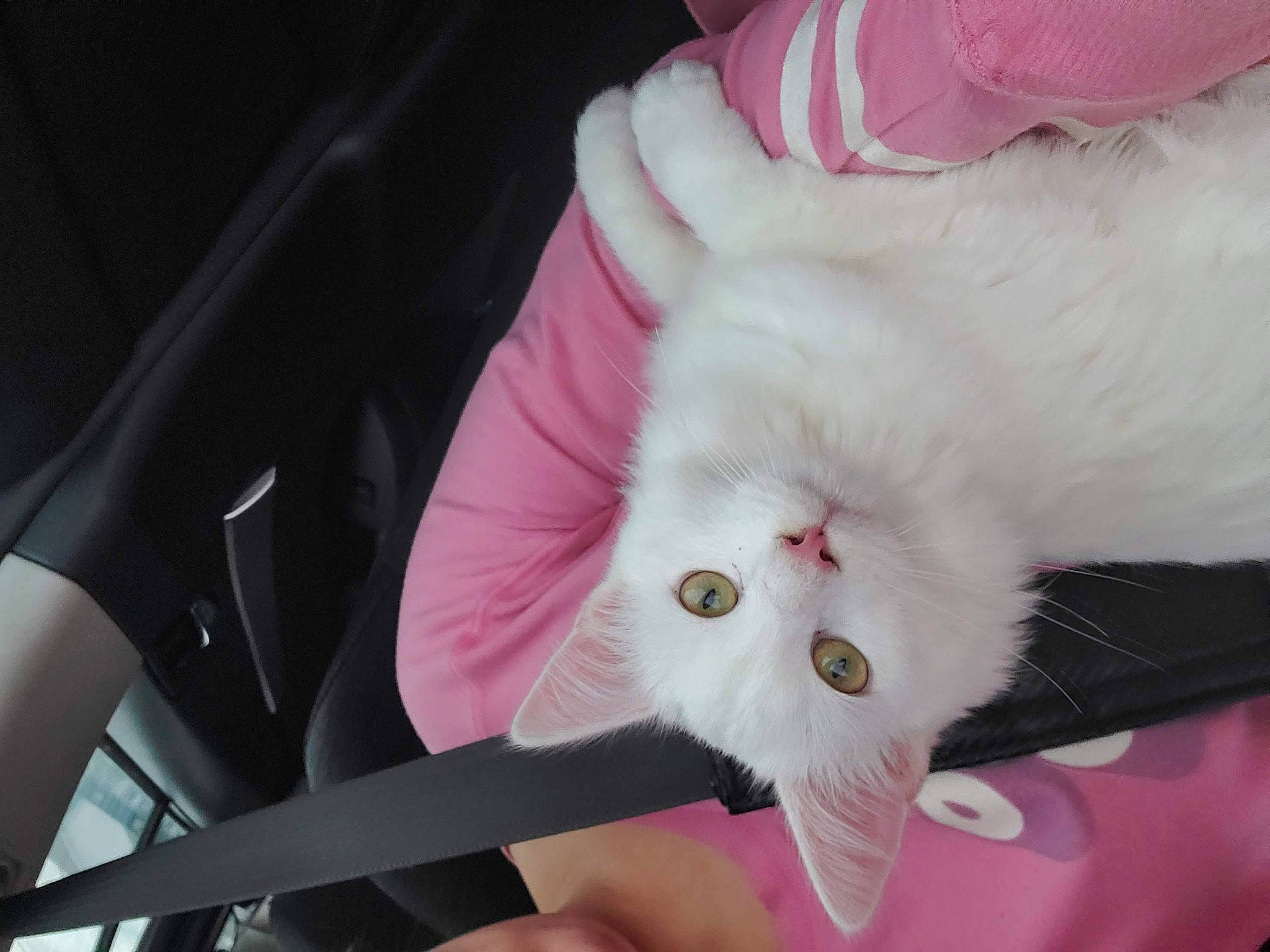 Capias joined the competition — help win amazing prizes! carnivore, cat, claw, comfort, domestic_short_haired_cat, eye, fang, felidae, finger, fur, nail, paw, pink, plant, small_to_medium_sized_cats, snout, tail, whiskers