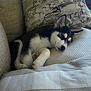 Benji is registered to the contest to win money with this photo: dog, puppy, husky, sleeping, couch, pillow, paw, fur, indoor, pet, cozy, resting, nap, living_room, upholstery, blanket, cute, ear, whiskers, relaxed