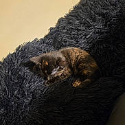 Sabrina is registered to the contest to win money with this photo: kitten, cat, sleeping, tortoiseshell, fur, black_blanket, fluffy, cozy, indoor, pet, animal, resting, cute, small, young, feline, texture, soft_light, wall, comfort