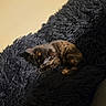 kitten, cat, sleeping, tortoiseshell, fur, black_blanket, fluffy, cozy, indoor, pet, animal, resting, cute, small, young, feline, texture, soft_light, wall, comfort