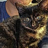 animal, black, brown, casual_clothing, cat, closeup, companion, cute, eyes, face, feline, glasses, holding, indoor, kitten, person, pet, portrait, tortoiseshell_cat, young_cat