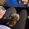 Sabrina is registered to the contest to win money with this photo: kitten, cat, lap, legs, black_clothing, hand, table, bottle, remote_control, indoor, cozy, resting, sleeping, pet, furry, small_animal, relaxation, human, casual, comfort