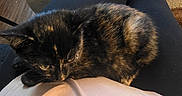 Sabrina joined the competition — help win amazing prizes! kitten, cat, tortoiseshell, lap, person, black_leggings, shirt, indoor, carpet, table, pouch, book, floor_lamp, wood_floor, cozy, pet, resting, animal, fur, cute