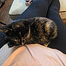 kitten, cat, tortoiseshell, lap, person, black_leggings, shirt, indoor, carpet, table, pouch, book, floor_lamp, wood_floor, cozy, pet, resting, animal, fur, cute
