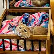 Jimmy P Jangles is registered to the contest to win money with this photo: cat, ginger_cat, orange_cat, pet, blanket, cartoon_blanket, stitch_character, wooden_bed, mirror, reflection, cozy, indoor, whiskers, paws, fur, portrait, looking_at_camera, furniture, relaxed, curious