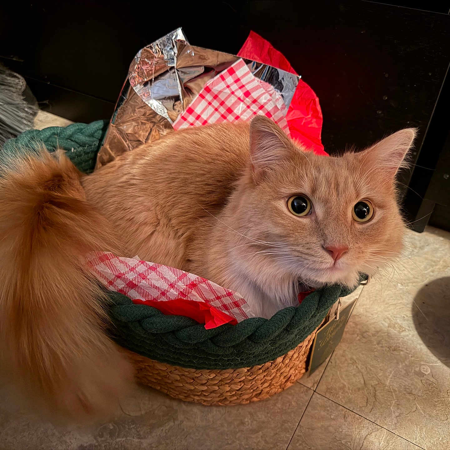 Jimmy P Jangles joined the competition — help win amazing prizes! basket, big_eyes, braided_rim, cat, checkered_paper, cozy, curious, cute, domestic, feline, ginger_fur, indoor, pet, portrait, shiny_wrapper, tail, tile_floor, tissue_paper, water_bowl, whiskers