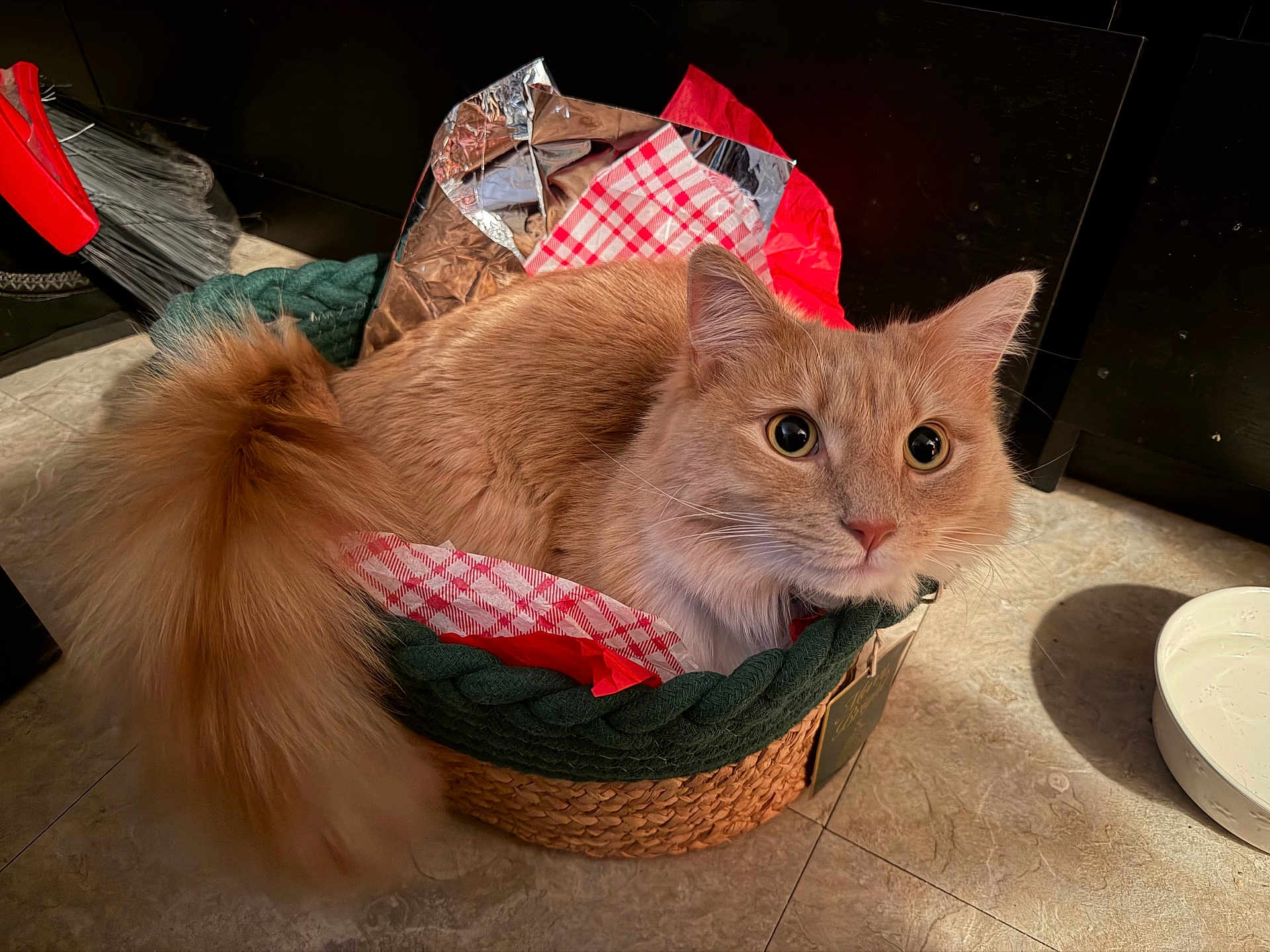 Jimmy P Jangles joined the competition — help win amazing prizes! cat, feline, ginger_fur, basket, tail, whiskers, big_eyes, pet, indoor, tile_floor, water_bowl, tissue_paper, checkered_paper, shiny_wrapper, braided_rim, cozy, curious, portrait, cute, domestic