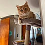 cat, orange_tabby, feline, cat_tree, scratching_post, paw, collar, bell, indoor, door, cardboard_box, books, window, curtain, ceiling_light, furniture, plush, portrait, whiskers, curious