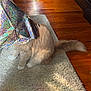 cat, feline, wrapping_paper, shiny_paper, glitter, hardwood_floor, rug, carpet, tail, paws, white_paws, orange_fur, fluffy, indoor, sunlight, reflection, pet, playful, cozy, furniture