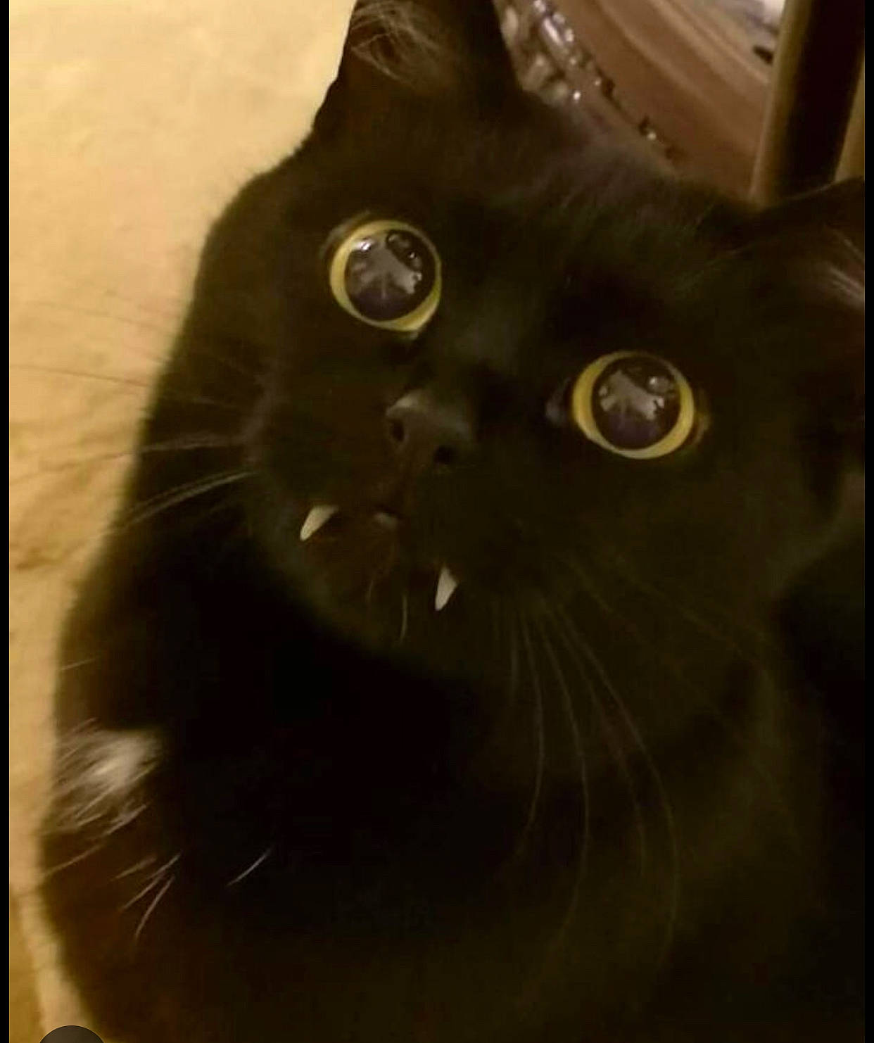 Fang joined the competition — help win amazing prizes! black_cat, bombay, carnivore, cat, domestic_short_haired_cat, felidae, fur, rectangle, small_to_medium_sized_cats, snout, terrestrial_animal, whiskers, window