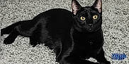 Bo Zabala joined the competition — help win amazing prizes! black_cat, cat, pet, indoor, carpet, toy, blue_toy, yellow_eyes, feline, animal, laying_down, alert, domestic_cat, close_up, fur, whiskers, ears, paws, resting, cute