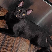 Bo Zabala joined the competition — help win amazing prizes! black_cat, cat, pet, animal, indoor, wooden_floor, metal_surface, fur, whiskers, ears, eyes, lying_down, relaxed, mammal, domestic_animal, cute, feline, house_pet, looking_up, resting