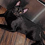 black_cat, cat, pet, animal, indoor, wooden_floor, metal_surface, fur, whiskers, ears, eyes, lying_down, relaxed, mammal, domestic_animal, cute, feline, house_pet, looking_up, resting