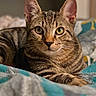 cat, tabby, pet, animal, feline, portrait, closeup, whiskers, ears, green_eyes, striped_fur, brown_fur, lying_down, bed, blanket, bedding, indoors, cozy, alert, photography
