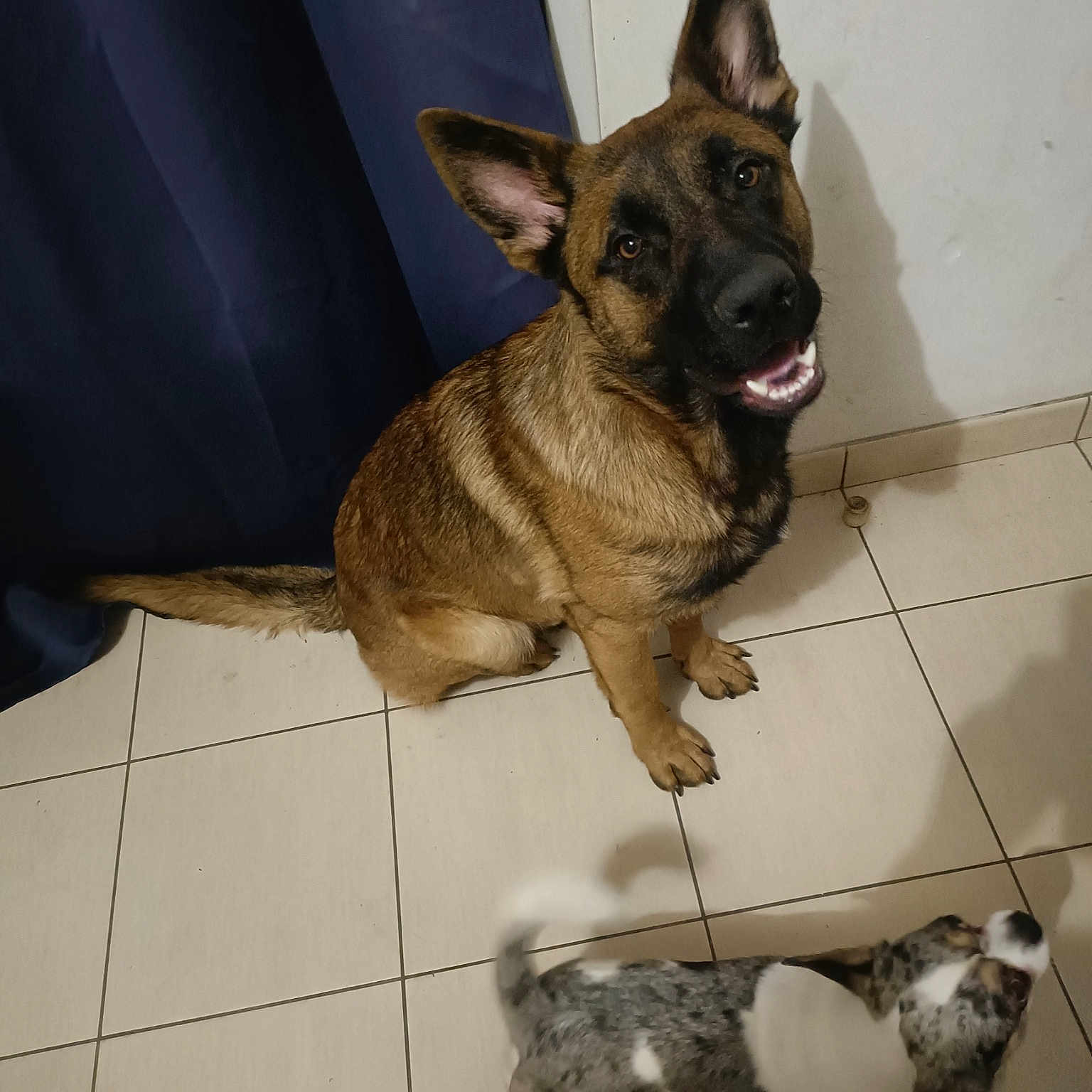 Tibo
