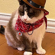 Ezzie joined the competition — help win amazing prizes! accessory, adorable, animal, bandana, brown_and_white_fur, calm, cat, costume, cowboy_hat, cute, domestic_cat, floor, fur, indoor, pet, sitting, wall, whiskers, white_paws, wooden_floor