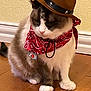 accessory, adorable, animal, bandana, brown_and_white_fur, calm, cat, costume, cowboy_hat, cute, domestic_cat, floor, fur, indoor, pet, sitting, wall, whiskers, white_paws, wooden_floor