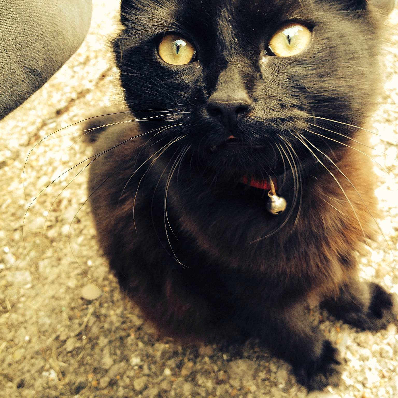 Binx is registered to the contest to win money with this photo: