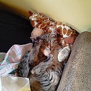 Aby participe au concours pour gagner de l'argent avec cette photo : animal, blanket, cat, couch, cozy, cute, domestic, feline, fur, giraffe_toy, indoor, kitten, paw, pet, plush_toy, relaxed, resting, sleeping, soft, tabby