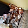 animal, blanket, cat, couch, cozy, cute, domestic, feline, fur, giraffe_toy, indoor, kitten, paw, pet, plush_toy, relaxed, resting, sleeping, soft, tabby