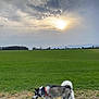 dog, husky, leash, green_field, grass, outdoor, sky, clouds, sun, walking, animal, pet, nature, canine, daytime, landscape, fur, tail, collar, scenic