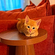 Toulouse joined the competition — help win amazing prizes! animal, cat, closeup, cozy, cute, domestic_cat, feline, fur, indoor, kitten, orange_cat, pet, pink_nose, red_cushions, relaxed, resting, tabletop, whiskers, wooden_table, young_cat