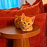 animal, cat, closeup, cozy, cute, domestic_cat, feline, fur, indoor, kitten, orange_cat, pet, pink_nose, red_cushions, relaxed, resting, tabletop, whiskers, wooden_table, young_cat