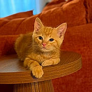 Toulouse joined the competition — help win amazing prizes! cat, kitten, ginger_cat, orange_fur, wooden_table, living_room, sofa, couch, furniture, indoor, pet, cute, relaxed, fur, whiskers, ears, eyes, portrait, animal, cozy