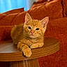 animal, cat, couch, cozy, cute, ears, eyes, fur, furniture, ginger_cat, indoor, kitten, living_room, orange_fur, pet, portrait, relaxed, sofa, whiskers, wooden_table