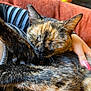 Mariska is registered to the contest to win money with this photo: animal, cat, close_up, comfort, couch, cozy, domestic_cat, feline, furry, hand, human, indoor, nail_polish, orange_furniture, pet, relaxed, resting, sleeping, striped_shirt, tortoiseshell_cat