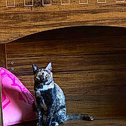 Mariska joined the competition — help win amazing prizes! animal, cat, cozy, curious, domestic, ears, eyes, feline, fur, home, indoor, pet, pink_blanket, quiet, resting, sitting, tail, tortoiseshell, wood, wooden_shelf