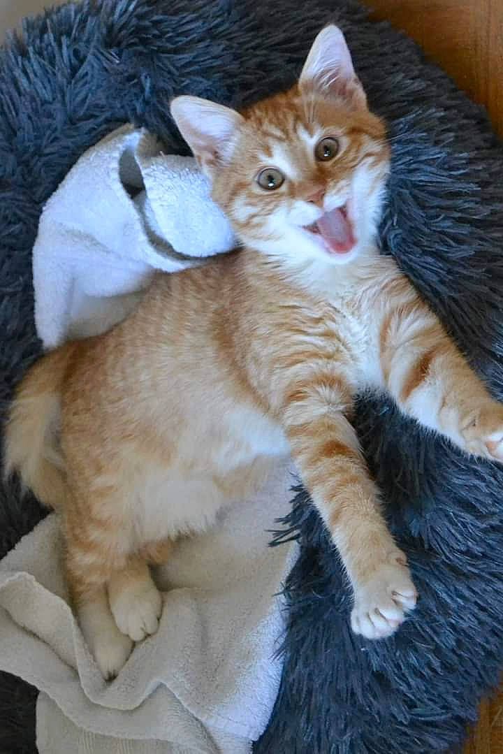 Raymond participe au concours pour gagner de l'argent avec cette photo : carnivore, cat, claw, comfort, domestic_short_haired_cat, fawn, felidae, fur, nap, paw, small_to_medium_sized_cats, snout, tail, terrestrial_animal, whiskers