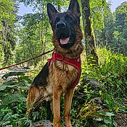 Viper a rejoint le concours — aidez-le/la à gagner de superbes lots ! animal, canine, dog, ears, forest, fur, german_shepherd, greenery, harness, leash, moss, nature, outdoor, pet, plant, rock, snout, sunlight, trees, wildlife