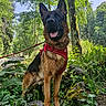 animal, canine, dog, ears, forest, fur, german_shepherd, greenery, harness, leash, moss, nature, outdoor, pet, plant, rock, snout, sunlight, trees, wildlife