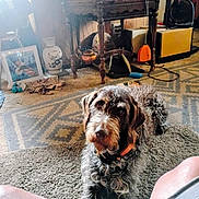 Cash is registered to the contest to win money with this photo: brown_dog, carpet, collar, cozy, curly_fur, dog, floor, furniture, home_decor, indoor, living_room, looking_up, person_knees, pet, photograph, rug, seated, table, vase, wooden_table