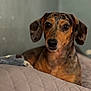 dog, dachshund, pet, animal, brown, black, speckled, indoor, quilted_bedspread, portrait, cute, curious, ears, snout, fur, companion, domestic, resting, closeup, soft_light
