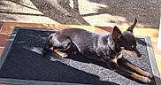 Jimmy a rejoint le concours — aidez-le/la à gagner de superbes lots ! dog, black_dog, pet, sunlight, shadow, mat, terracotta_tiles, outdoor, relaxing, resting, animal, canine, paw, ear, collar, quiet, daylight, texture, floor, shadow_pattern