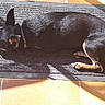 Jimmy participe au concours pour gagner de l'argent avec cette photo : dog, black_dog, small_dog, sleeping, mat, sunlight, tiled_floor, indoors, resting, pet, canine, relaxation, shadow, fur, collar, quiet, peaceful, animal, laying_down, domestic_animal