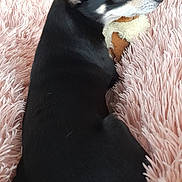Jimmy participe au concours pour gagner de l'argent avec cette photo : dog, black_dog, toy, fluffy_blanket, pink_blanket, indoor, relaxed, pet, fur, small_dog, canine, resting, cozy, snuggling, animal, cute, soft_texture, home, laying_down, ears