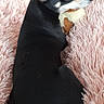 Jimmy participe au concours pour gagner de l'argent avec cette photo : animal, black_dog, canine, cozy, cute, dog, ears, fluffy_blanket, fur, home, indoor, laying_down, pet, pink_blanket, relaxed, resting, small_dog, snuggling, soft_texture, toy