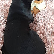 Jimmy participe au concours pour gagner de l'argent avec cette photo : animal, black_dog, companion, cozy, cuddling, cute, dog, eevee, fluffy_blanket, fur, indoor, pet, pink_blanket, plush_toy, relaxed, resting, small_dog, sniffing, soft_texture, toy