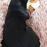 dog, small_dog, black_dog, plush_toy, eevee, pink_blanket, fluffy_blanket, indoor, pet, cute, animal, sniffing, cuddling, soft_texture, relaxed, toy, companion, fur, resting, cozy